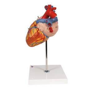 Anatomy: Human Heart Model, 2 Times Life-Size – 4 Part (3B Scientific®)