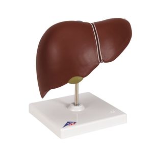 Anatomy: Liver Model with Gall Bladder (3B Scientific®)