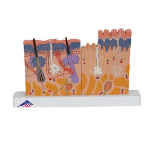 Human Skin Section Model, 40 Times Full-Size (3B Scientific®)