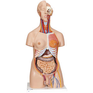 Deluxe Dual Sex Human Torso Model – 24 Part (3B Scientific®)