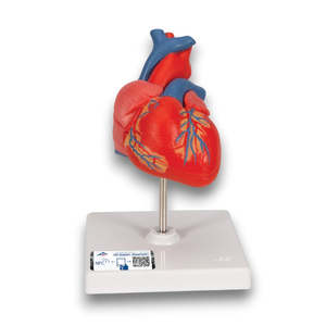 Anatomy: Classic Human Heart Model – 2 Part (3B Scientific®)