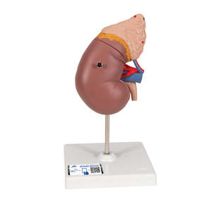 Anatomy: Kidney Model with Adrenal Gland – 2 Part (3B Scientific®)