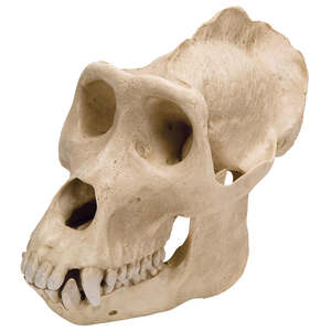 Anatomy: Gorilla Skull (Gorilla gorilla) – Male Replica (3B Scientific®)