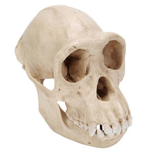 Chimpanzee Skull (Pan troglodytes) – Female Replica (3B Scientific®)