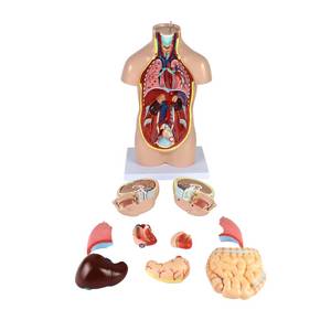 Anatomy: Torso Mini Economy – 12 Part Human Anatomy Model