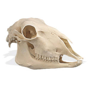 Anatomy: Sheep Skull (Ovis aries) – Replica Model