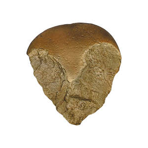 Anthropology: Oldowan Bifacial Chopper Replica (Bone Clones®)