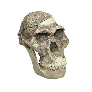 Anthropology: Australopithecus africanus Cranium Sts 5 “Mrs. Ples” with Reconstructed Jaw (Bone Clones®)