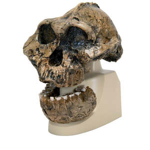 Anthropology: Australopithecus Olduvai / Boisei Skull – KNM-ER 406 with Partial Mandible (3B Scientific®)