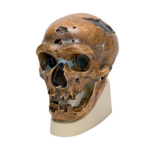 Homo (Sapiens) Neanderthalensis Skull – La Chapelle-aux-Saints (3B Scientific®)