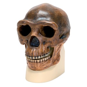 Sinanthropus Homo erectus pekinensis Skull (Weidenreich, 1940) (3B Scientific®)