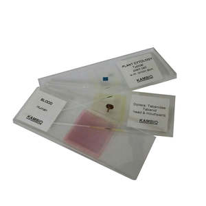 Microscope Slide – Mouse Chromosomes (Female Karyotype)