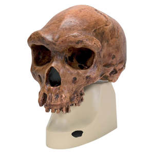 Skull Broken Hill / Kabwe – Homo rhodesiensis (3B Scientific®)