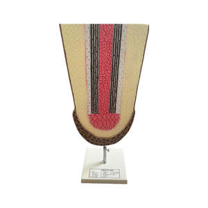 Root Anatomy Model – Monocot Root Sections