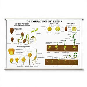 Primary Science: Wall Chart – Germination of Seeds