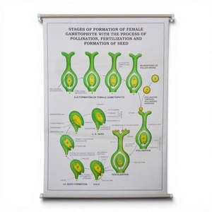 Primary Science: Wall Chart – Stages of Formation of Female Gametophyte, Pollination, Fertilisation and Seed Formation