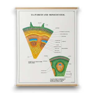 Primary Science: Wall Chart – T.S. in Dicot and Monocot Stem