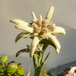 Intensive ConcentrateCell activation serum