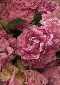 Peony Card 6
