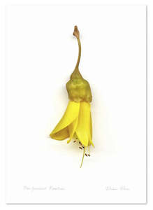 Flora Kowhai Single A3 & A2 Prints