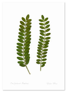 Flora Kowhai Leaves A3 & A2 Prints