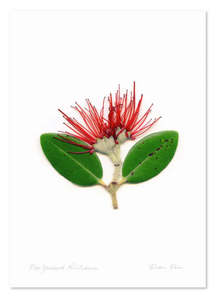 Prints: Floral Pohutukawa A3 Print