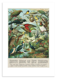 Prints: NZ Native Birds A3 & A2 Prints