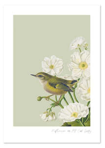 Birds & Botanics Rifleman A3 Print