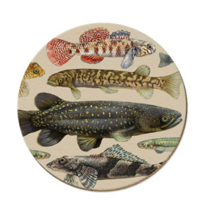 Kitchen 1: Coasters - NZ Freshwater Fish