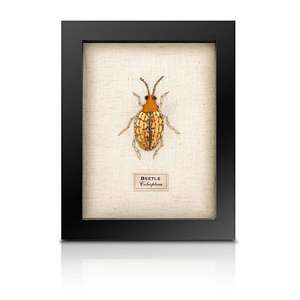 Framed Beetles 1: Beaded Spotty Beetle from the Cabinet of Curiosity