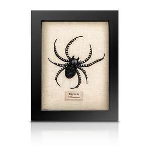 Framed Beetles 1: Beaded Spider from the Cabinet of Curiosity
