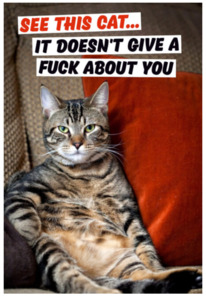 Birthday Cards: Card - See This Cat. It Doesn't Give A Fuck About Your Birthday
