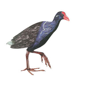 Pukeko - ACM Art