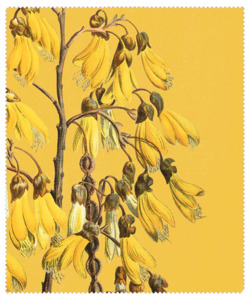 Vintage Botanical Lens Cloth - Kowhai