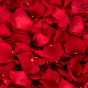 Frontpage: Red Roses Petals