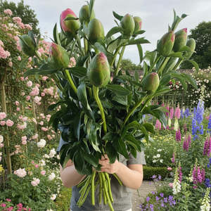 Flowers: Paeony Special