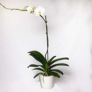 Plants: Orchid - Phalaenopsis