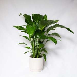 House Plant Weekly Special