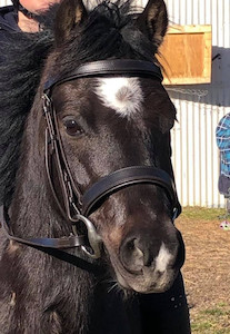 Pony Hunter Bridle DH Equestrian