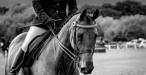 Products: DOUBLE BRIDLES DH Equestrian