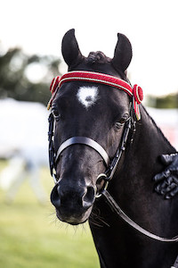 Pony Show Bridles DH Equestrian