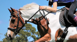 Products: Neck/Jumping Straps DH Equestrian