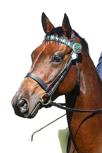 Show Bridles Cob, Full & Extra Full Sizes DH Equestrian