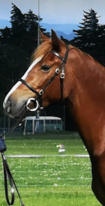 Products: In-Hand Bridles with brass fittings DH Equestrian