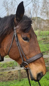 Products: Hunter Bridle DH Equestrian
