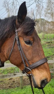 Products: Hunter Bridle DH Equestrian