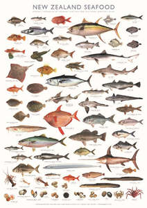 New Zealand Fish Species Seafood Poster