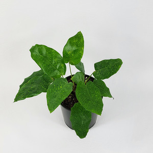 Calathea musaica 'Network'