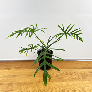 Philodendron elegans
