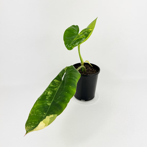 Air Purifying: Philodendron Burle Marx Variegata